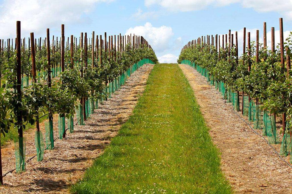 一分鐘看懂現代化果園系統！